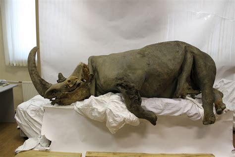 woolly rhinoceros found in ice.